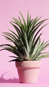 Confira dicas de cuidados essenciais para manter suas plantas saudáveis
