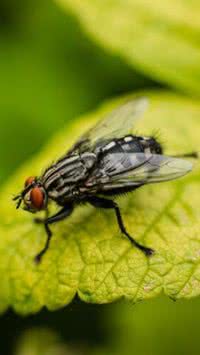 Confira qual planta a mosca mais odeia e como cuidar dela em casa
