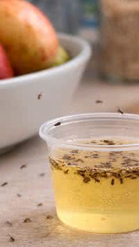 Aprenda a fazer um "para-raio" de mosquito-da-banana com vinagre de maçã