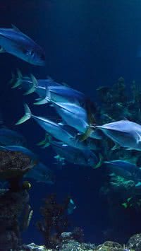 Peixe mais caro do mundo sofre risco de extinção devido ao aquecimento global; saiba qual