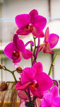 Cuidados para sua orquídea viver mais de 10 anos