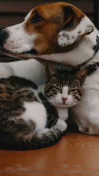 Fique atento! Saiba quais alimentos são proibidos para cães e gatos