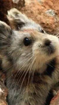 Conheça Pika, o animal que a ciência acredita ser resistente às mudanças climáticas