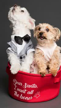 Não envelhecem? Saiba as 5 raças de cães que têm cara de filhote mesmo sendo adulto