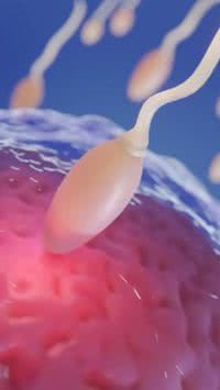 Cientistas iniciam teste de anticoncepcional masculino em humanos; saiba como funciona
