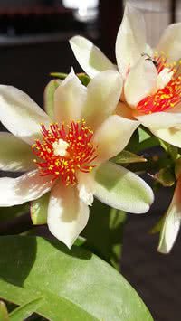 Descubra os benefícios da flor da ora-pro-nóbis e como cultivá-la com facilidade