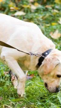 Estudo revela motivo para cachorros girarem antes de fazer necessidades