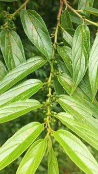 Planta comum encontrada no Brasil possui composto ativo da cannabis