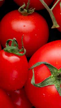 Sem tecnologia, ancestrais 'se viravam nos 30' para manter tomates saudáveis; saiba como