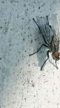 5 segredos naturais para acabar com as moscas em casa, sem precisar recorrer a produtos químicos