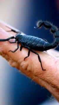 5 Plantas que Afastam Animais Peçonhentos e Deixam sua Casa Mais Segura