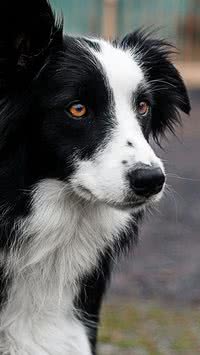 Conheça sete raças de cachorros mais fiéis e inteligentes