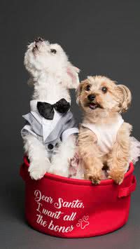 Curiosidades sobre cachorros que vão te surpreender