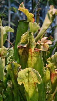Conheça as plantas exóticas que se mexem e comem insetos