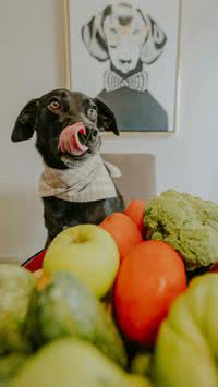 Frutas para cães? Saiba quais são liberadas e quais são proibidas
