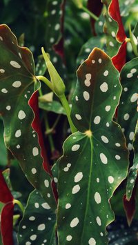 Conheça as 4 plantas mais venenosas do mundo