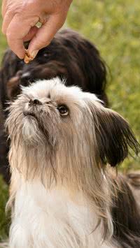 Receitas de petiscos fáceis e naturais para os pets