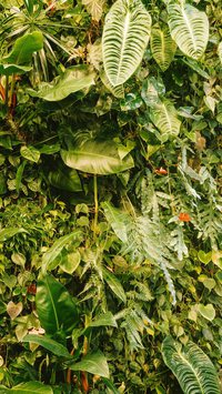 As plantas possuem habilidades impressionantes! Saiba quais