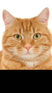 O que torna os gatos laranja especiais?