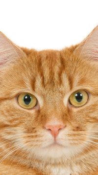 O que torna os gatos laranja especiais?
