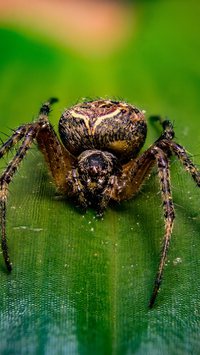 Como saber se uma aranha é venenosa?