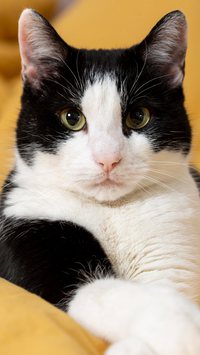 Gatos gostam de serem levados para passear?