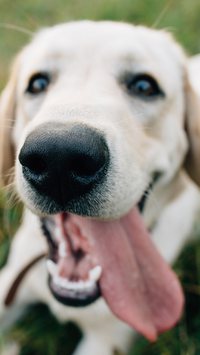 Por que os cães lambem?