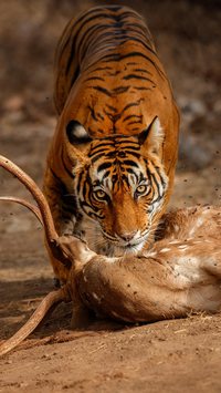 Qual animal tem a mordida mais poderosa?