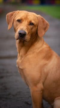 Saiba os 6 nomes mais populares entre os cachorros dos lares brasileiros