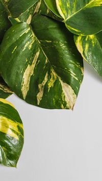 Plantas com folhas amarelas? Descubra quando trocar o vaso pode ser a solução para recuperar a saúde delas