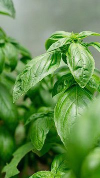 Aprenda o truque para colher manjericão por muito mais tempo e manter a planta cheia