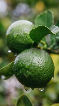 Limoeiro sem frutos? Veja os 3 itens que podem ajudar a aumentar a produção de limões