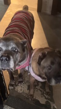 Apresentador encanta a web com mudanças em sua casa por causa de cachorrinha idosa