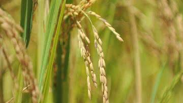 Imagem Arroz: safra mundial deve alcançar 518,4 mil de toneladas em 2022