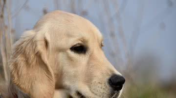 Reprodução/RedesSociais