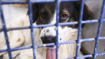 Geovana Albuquerque / Ag DF