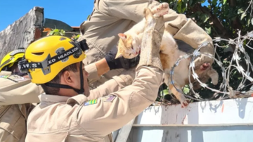 Corpo de Bombeiros / Divulgação