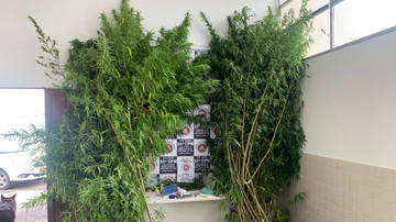 Imagem Plantação com 23 pés de maconha é encontrada pela PM em quintal de casa