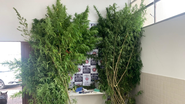 Imagem Plantação com 23 pés de maconha é encontrada pela PM em quintal de casa