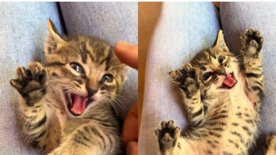 Reprodução / TikTok @zara_pinscher