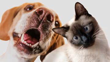 Reprodução Freepik