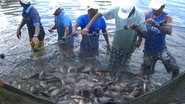 Divulgação Bahia Pesca