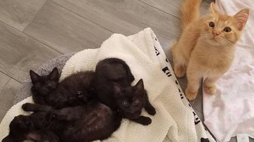 Reprodução/ Love Meow