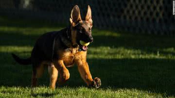 Reprodução/@potus/Twitter