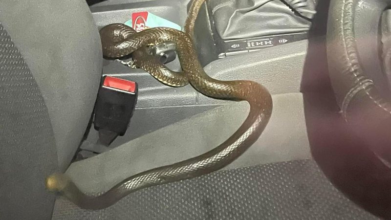 Cobra mortal é encontrada em banco de carona na Austrália - Reprodução/Facebook