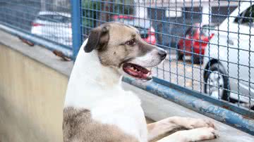 Prefeitura do Rio/Subvisa/Nelson Duarte