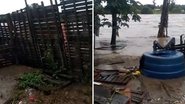 Imagem Vídeo: Chuvas intensas destroem abrigos de animais na Bahia e Preta Gil faz apelo em rede social