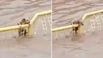 Reprodução/Redes Sociais