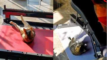 Reprodução/Redes Sociais