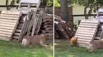 Reprodução/Redes Sociais